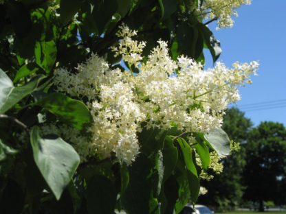 Fluffy, white, cone-shaped flower on tree branch with green leaves