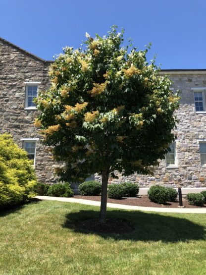 Mature flowering tree with a round shape in lawn in front of garden and building
