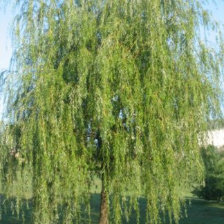Large weeping willow tree with flowing branches and green foliage
