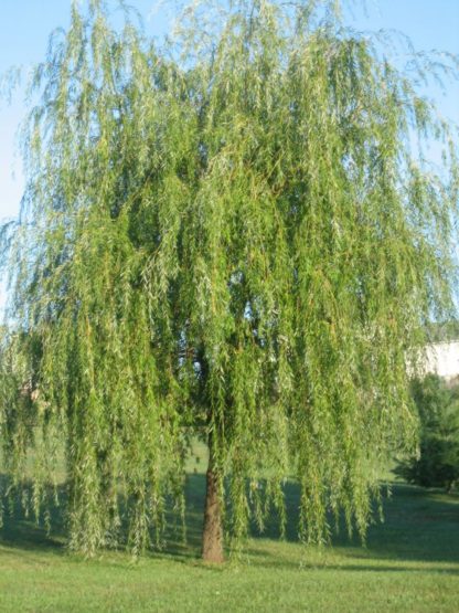 Large weeping willow tree with flowing branches and green foliage