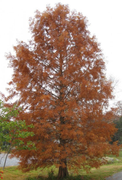 Mature shade tree with burnt-orange fern-like leaves in lawn
