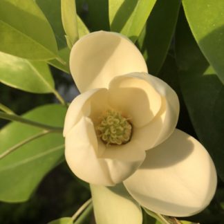 Close-up of large creamy-white flower surrounded by green leaves