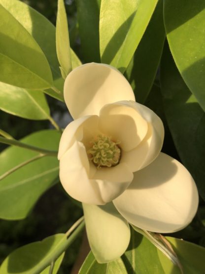 Close-up of large creamy-white flower surrounded by green leaves