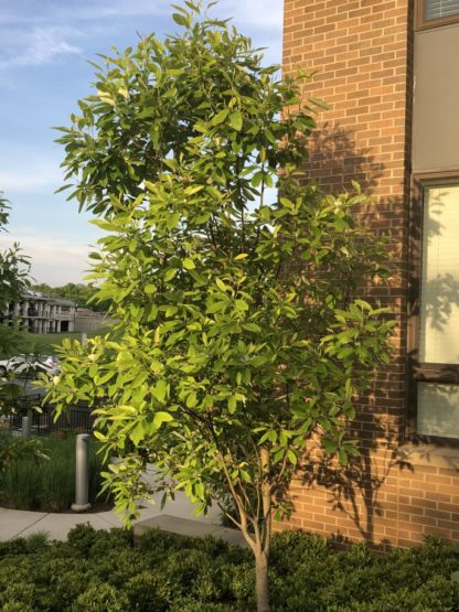 Large tree with branches almost to the ground in garden next to brick building