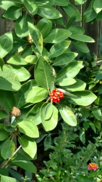 Green leaves surrounding red seed pod