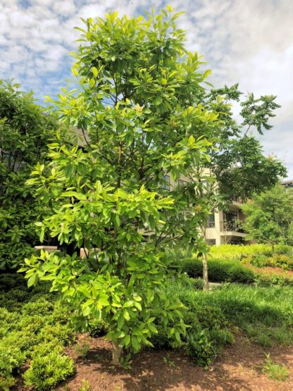 Large tree with branches almost to the ground in garden
