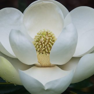 Close-up of large white flower