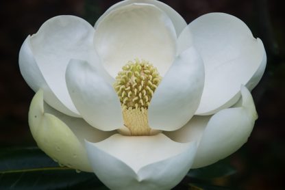 magnolia southern brackens white flower