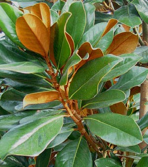Close-up of large green leaves with brown backs