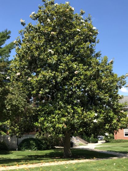 Large pyramidal evergreen tree with large leaves and white flowers in lawn