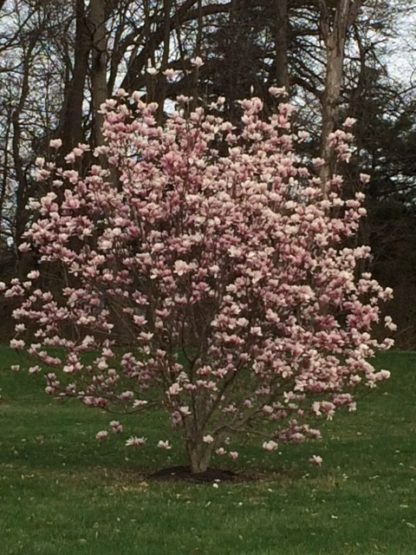 Pink flowering shrub-like tree in lawn