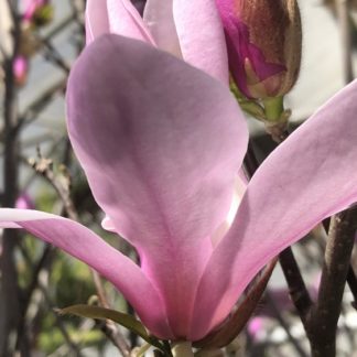 pink magnolia jane flower