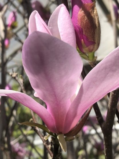 pink magnolia jane flower