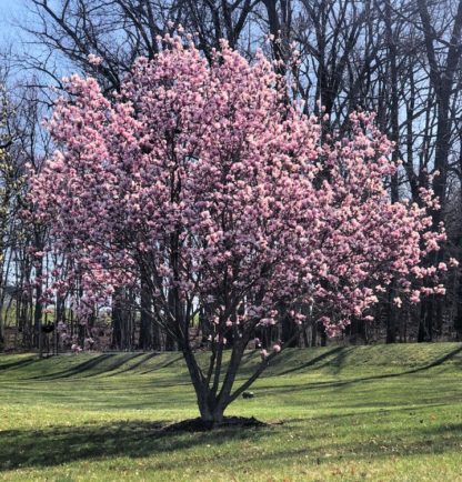 Pink flowering shrub-like tree in lawn