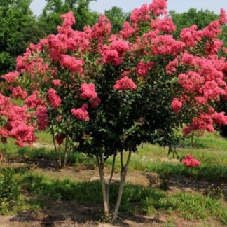 Coral-pink flowers on multi-stemmed tree in field