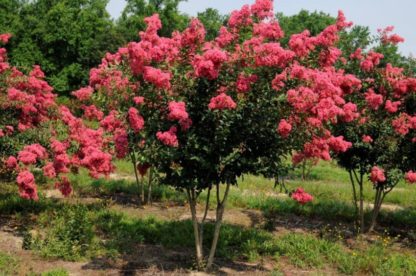 Coral-pink flowers on multi-stemmed tree in field