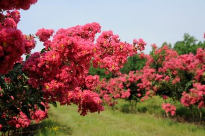 Close-up of coral-pink flowers on tree branch