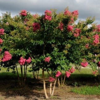 Coral-pink flowers on multi-stemmed tree in field