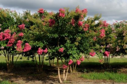 Coral-pink flowers on multi-stemmed tree in field