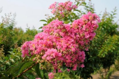 Close-up of coral-pink flowers on tree branch