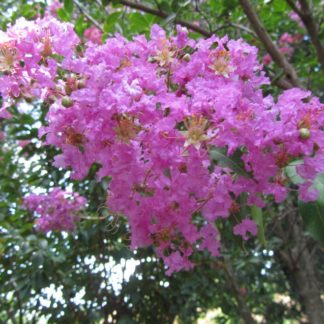 Close-up of purple flowers on tree branch