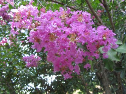 Close-up of purple flowers on tree branch