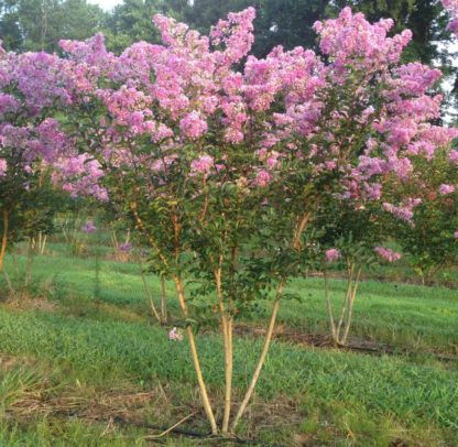 Purple flowers on multi-stemmed tree in field