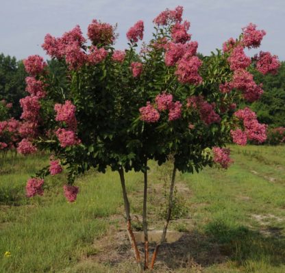 Pink flowers on multi-stemmed tree in field