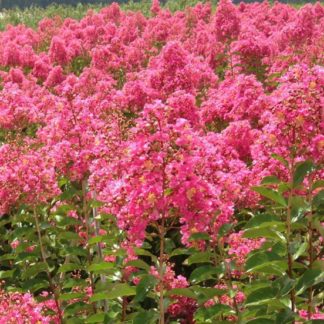 Close-up of bright pink flowers on tree branches