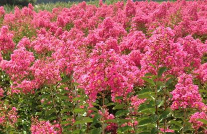 Close-up of bright pink flowers on tree branches