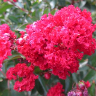 Close-up of bright red flowers on tree branch