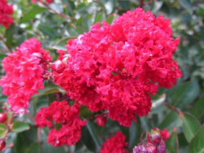 Close-up of bright red flowers on tree branch