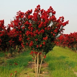 Dark red flowers on multi-stemmed tree in field