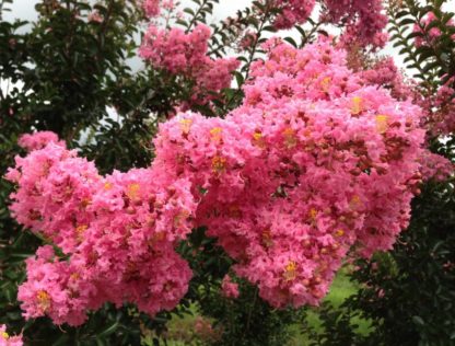 Close-up of bright pink flowers on tree branch