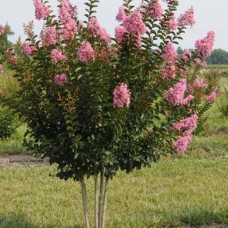 Pink flowers on multi-stemmed tree in field