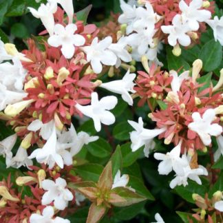 Close-up of abelia flowers that are small, white and trumpet-shaped