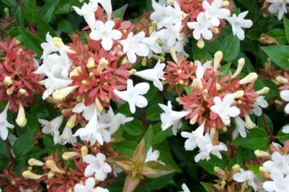 Close-up of abelia flowers that are small, white and trumpet-shaped