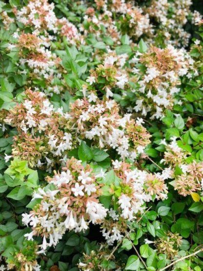 Close-up of abulia flowers that have small trumpet-like white flowers surrounded by small green leaves