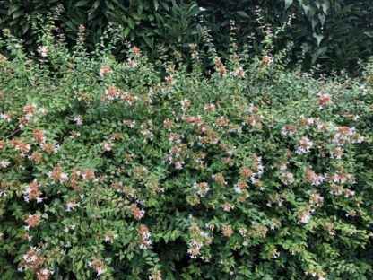 Large flowering shrub with arching branches, small green leaves and tiny white-pink flowers