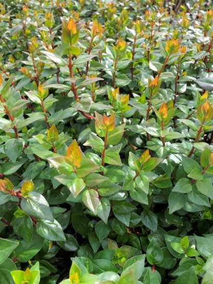 Close-up of shiny green leaves with light bronze new growth at the tips