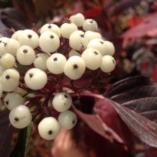 Cluster of white berries surrounded by burgundy-red leaves