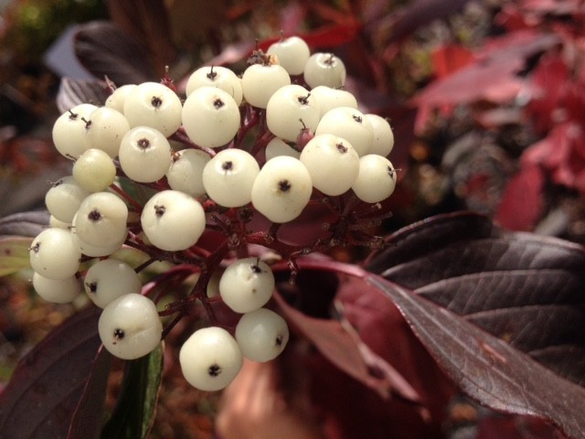 Cornus sericea (Red osier dogwood), cluster of white berries on