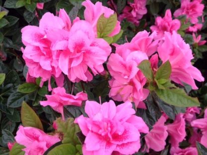 Clusters of bright-pink azalea flowers on shrub with green leaves