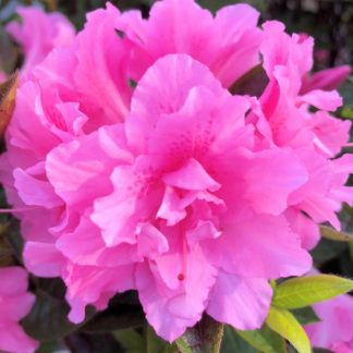 Close-up of bright pink flowers surrounded by green leaves