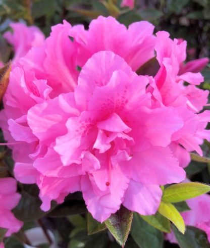 Close-up of bright pink flowers surrounded by green leaves