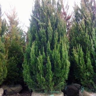 Tall, pyramidal evergreen tree in nursery rootball