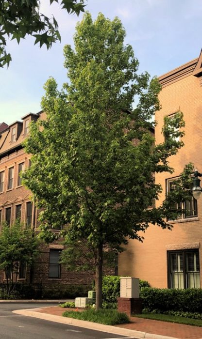 Mature, large shade tree with green leaves in sidewalk planter next to buildings