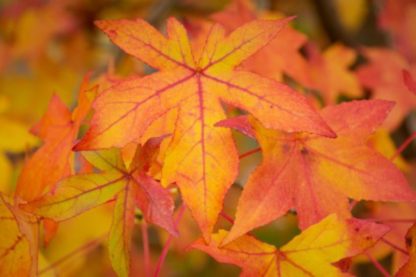 Close-up of large reddish-orange leaves