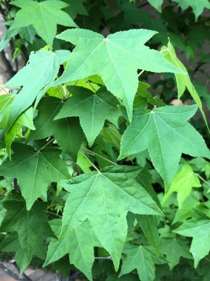 Close-up of large green leaves