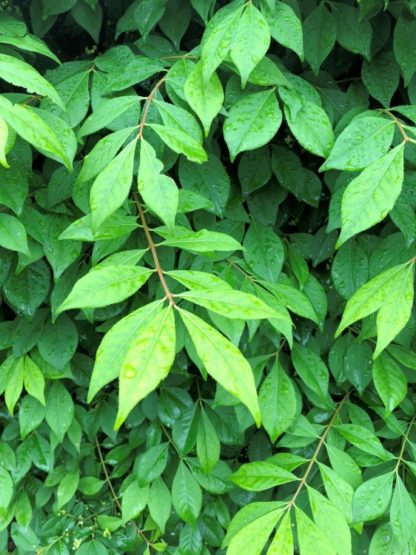 Close-up of soft green leaves on branches